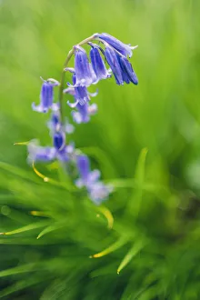 Bluebell Prints: Bluebells in a Bluebell Wood in Oxfordshire, England, United Kingdom, Europe