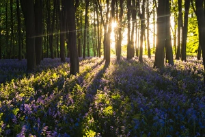 Bluebells in Bluebell woods in spring, Badbury Clump at Badbury Hill, Oxford, Oxfordshire, England, United Kingdom, Europe