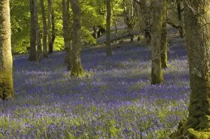 Bluebells in Carstramon Wood, Dumfries and Galloway, Scotland, United Kingdom, Europe