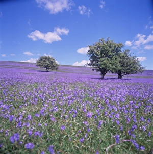 Spring Time Prints: Bluebells, Dartmoor, Devon, England, United Kingdom, Europe