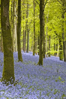 Large Group Prints: Bluebells, Delcombe Wood, Dorset, England, United Kingdom, Europe