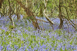 Tree Branches Prints: Bluebells in flower in Ladys Wood, near South Brent, Devon, England, United Kingdom