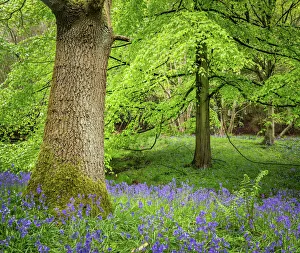 Abundance Prints: Bluebells, Harewood House, near Harrogate