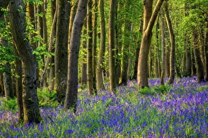 Abundance Prints: Bluebells, High Littleton Woods, Somerset, England, United Kingdom, Europe