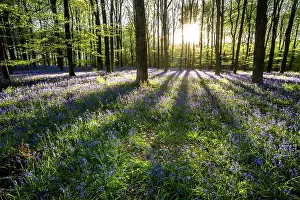 Beech Tree Prints: Bluebells ((Hyacinthoides non-scripta) flowering in a beechwood at sunset