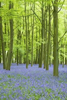 Isle Prints: Bluebells (Hyacinthoides non-scripta) in woods, Ashridge Estate, Hertfordshire