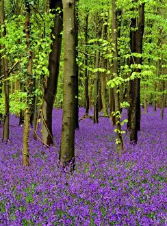 Spring Time Prints: Bluebells (hyacinthoides non-scriptus) in a beech wood (fagus sylvatica)