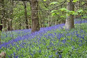 Flowers Prints: Bluebells in Middleton Woods near Ilkley