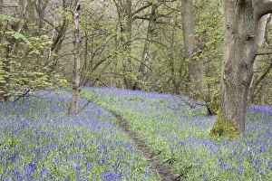 Bluebells in Middleton Woods near Ilkley, West Yorkshire, Yorkshire, England, United Kingdom, Europe