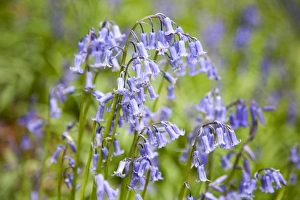 Bluebells in Middleton Woods near Ilkley, West Yorkshire, Yorkshire, England, United Kingdom, Europe