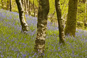 Hyacinthoides Non Scripta Prints: Bluebells in Millers Wood near to Colton in the Lake District National Park