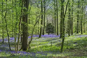 Oxfordshire Prints: Bluebells in springtime in a classic beech tree setting at College Wood