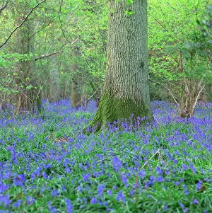 Wood Collection: Bluebells in a wood in England, United Kingdom, Europe