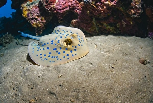 Sealife Prints: Bluespotted stingray (Taeniura lymma)