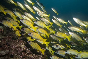 Mozambique Prints: Bluestripe snapper (Lutjanus kasmira), Mozambique, Africa