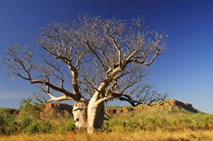 Images Dated 8th May 2008: Boab tree and Cockburn Ranges, Kimberley, Western Australia, Australia, Pacific