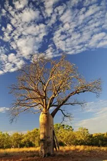 Images Dated 7th May 2008: Boab tree, Kimberley, Western Australia, Australia, Pacific