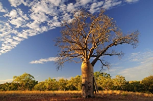 Images Dated 7th May 2008: Boab tree, Kimberley, Western Australia, Australia, Pacific
