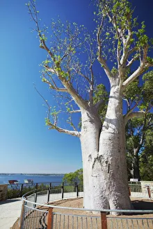 Western Australia Prints: Boab tree in Kings Park, Perth, Western Australia, Australia, Pacific