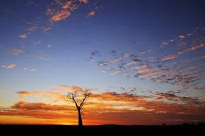 Images Dated 8th May 2008: Boab tree at sunrise, Kimberley, Western Australia, Australia, Pacific