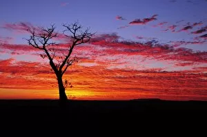 Images Dated 8th May 2008: Boab tree at sunrise, Kimberley, Western Australia, Australia, Pacific