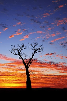 Images Dated 8th May 2008: Boab tree at sunrise, Kimberley, Western Australia, Australia, Pacific
