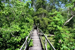 Manaus Prints: Boardwalk in the flooded forest along the Rio Negro
