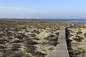 Boardwalks Prints: A boardwalk runs over dunes of Ilha Deserta (Barreta)