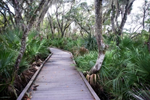 Fern Prints: Boardwalk over the swamp, Canaveral National Seashore, near Titusville, Florida