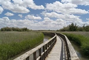 Images Dated 24th May 2008: Boardwalk in the Tablas de Daimiel National Park, La Mancha, Spain, Europe