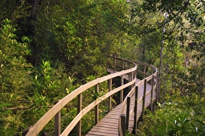 Board Walk Prints: Boardwalk, Tahune Forest Reserve, Tasmania, Australia, Pacific