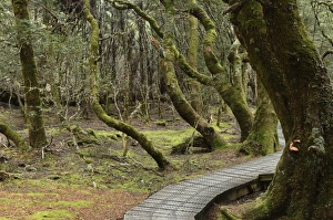 Rain Forest Prints: Boardwalk through temperate rainforest, Cradle Mountain-Lake St. Clair National Park