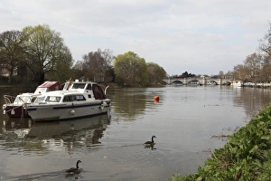 Richmond Prints: Boats and Canada geese on the River Thames