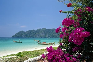Plant Life Prints: Boats moored off beach of Phi Phi Don Island