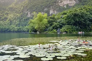 Nymphaeaceae Prints: Boats and waterlilies on a river in the karst landscapes of Tam Coc and Trang An