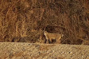 Bobcat Prints: Bobcat (Lynx rufus), Bosque del Apache National Wildlife Refuge