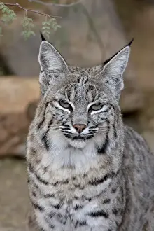 Big Cat Prints: Bobcat (Lynx rufus) in captivity, Arizona Sonora Desert Museum, Tucson