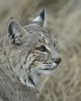 Bobcat Prints: Bobcat (Lynx rufus), Living Desert Zoo And Gardens State Park