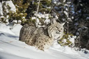 Bobcat Prints: Bobcat (Lynx rufus), Montana, United States of America, North America