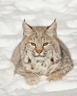 Big Cat Prints: Bobcat (Lynx rufus) in the snow