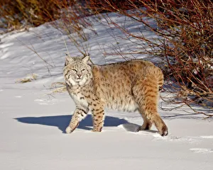 Bobcat (Lynx rufus) in the snow in captivity, near Bozeman, Montana, United States of America