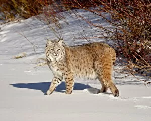 Images Dated 26th January 2009: Bobcat (Lynx rufus) in the snow in captivity, near Bozeman, Montana, United States of America