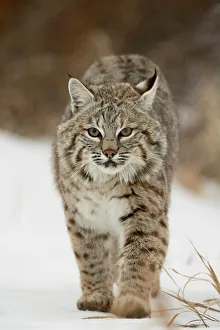 Walk Prints: Bobcat (Lynx rufus) in snow, near Bozeman, Montana, United States of America