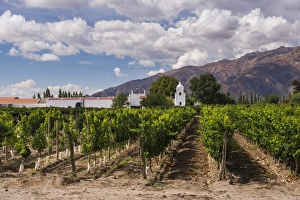 North Argentina Prints: Bodega El Esteco, a winery and vineyard in Cafayate, Salta Province, North Argentina