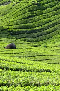 Organic Prints: BOH Sungai Palas tea plantation, Cameron Highlands, Pahang, Malaysia