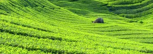 Planting Prints: BOH Sungai Palas tea plantation, Cameron Highlands, Pahang, Malaysia