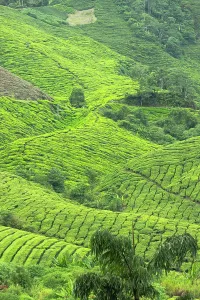 Plantation Prints: BOH Sungai Palas tea plantation, Cameron Highlands, Pahang, Malaysia