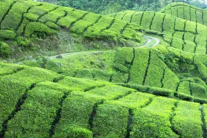 Organic Prints: BOH Sungai Palas tea plantation, Cameron Highlands, Pahang, Malaysia