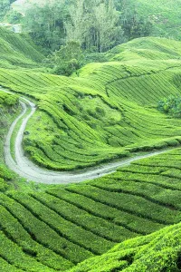 Malaysian Prints: BOH Sungai Palas tea plantation, Cameron Highlands, Pahang, Malaysia
