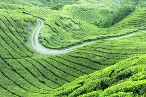 Wellness Prints: BOH Sungai Palas tea plantation, Cameron Highlands, Pahang, Malaysia